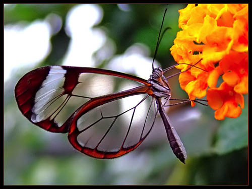 pics of butterflies. In Search of Butterflies
